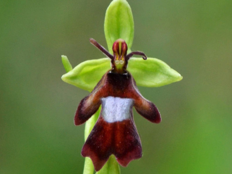 Orchideenart Fliegen-Ragwurz (Ophrys insectifera)