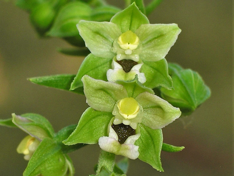 Orchideenart Spätblühender Breitblättriger Ständelwurz (Epipactis moratoria)