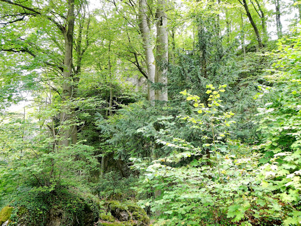 Naturwaldreservat Wasserberg bei Gößweinstein